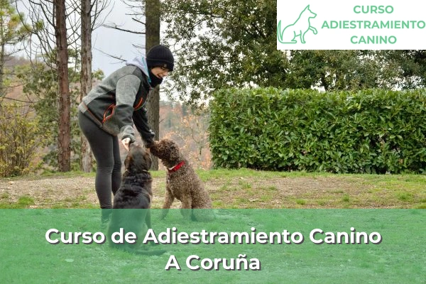 Curso de Adiestramiento Canino en A Coruña