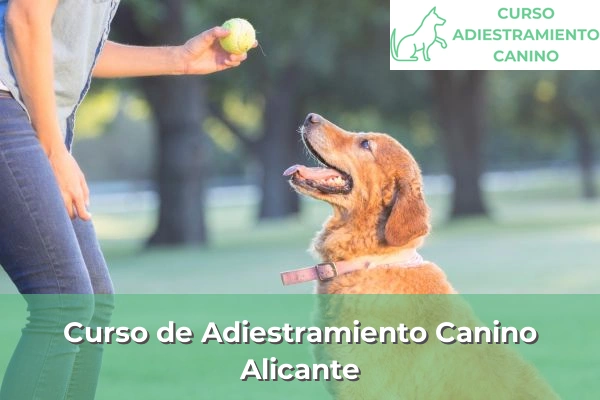 Curso de Adiestramiento Canino en Alicante