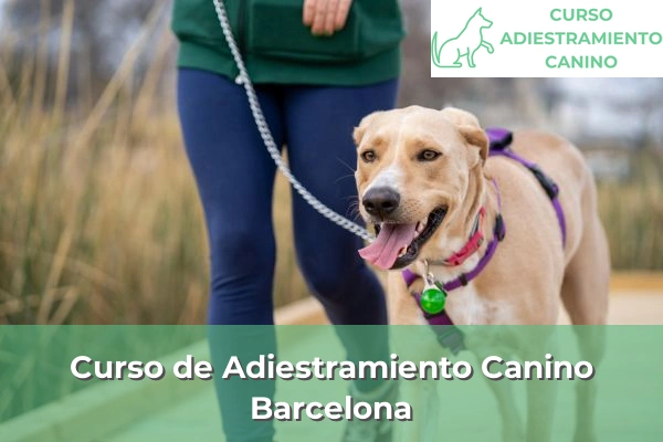 Curso de Adiestramiento Canino en Barcelona