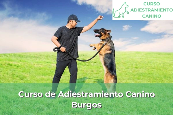 Curso de Adiestramiento Canino en Burgos