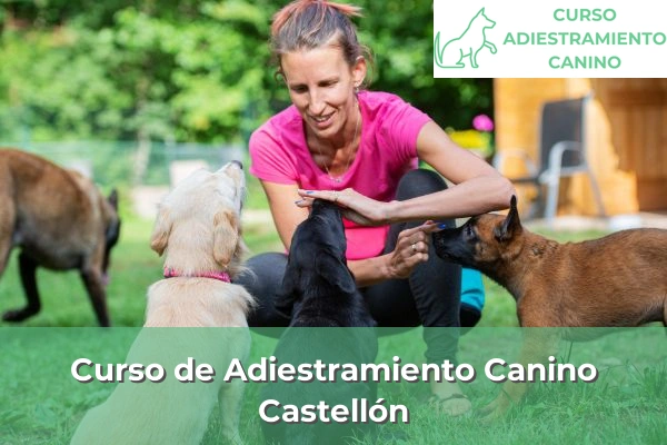 Curso de Adiestramiento Canino en Castellón