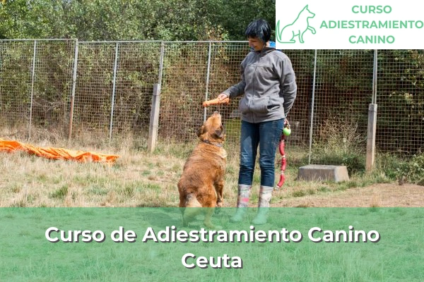 Curso de Adiestramiento Canino en Ceuta