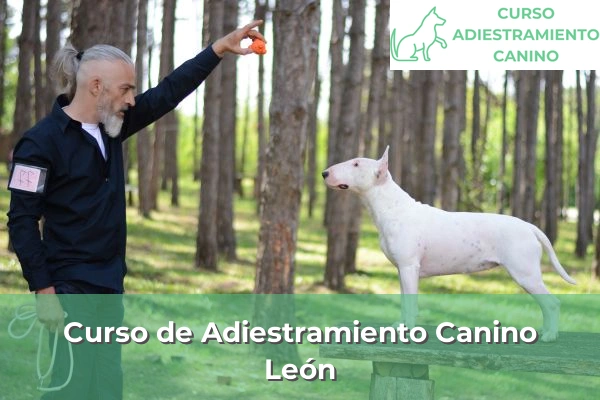 Curso de Adiestramiento Canino en León