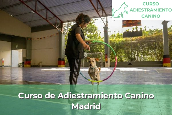Curso de Adiestramiento Canino en Madrid