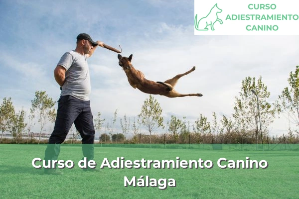 Curso de Adiestramiento Canino en Málaga