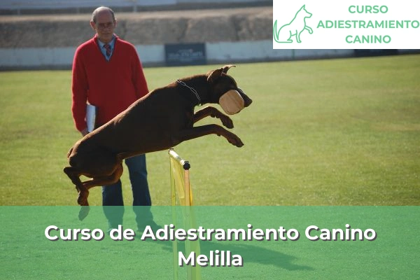 Curso de Adiestramiento Canino en Melilla