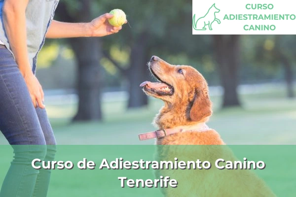 Curso de Adiestramiento Canino en Tenerife