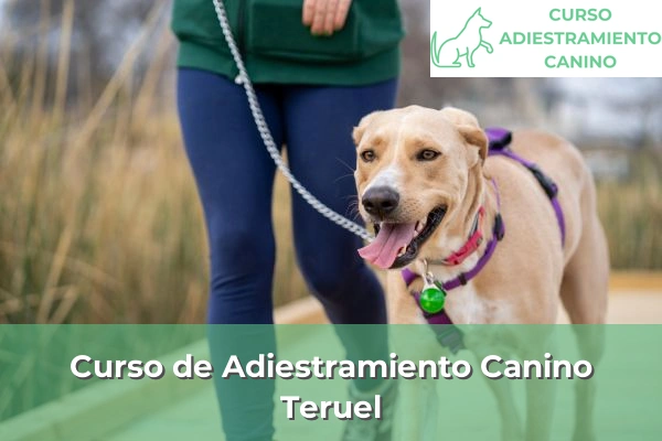 Curso de Adiestramiento Canino en Teruel