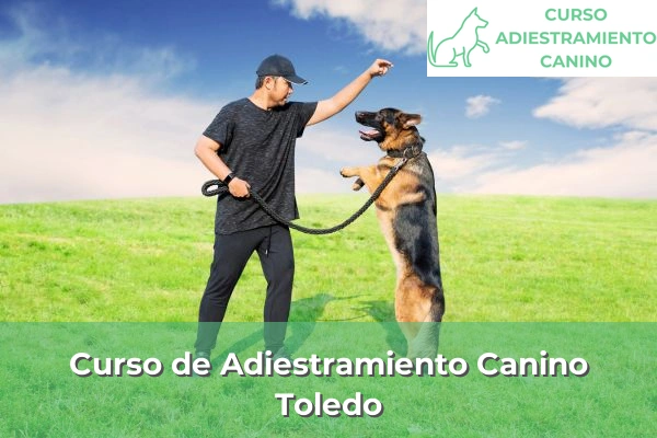 Curso de Adiestramiento Canino en Toledo
