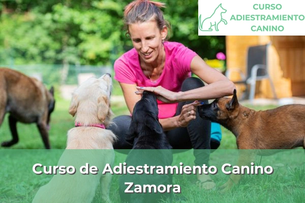 Curso de Adiestramiento Canino en Zamora