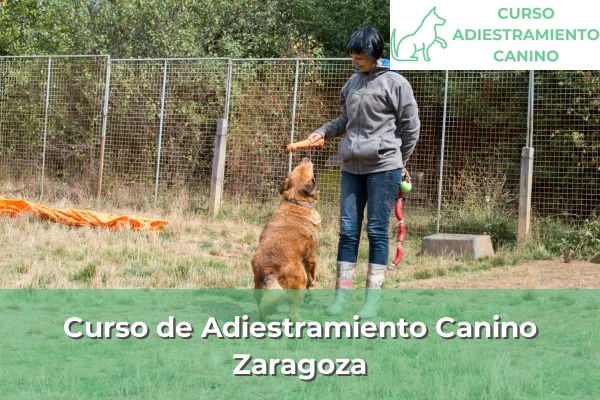 Curso de Adiestramiento Canino en Zaragoza