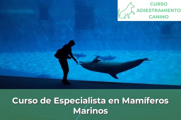 Curso de Especialista en Mamíferos Marinos