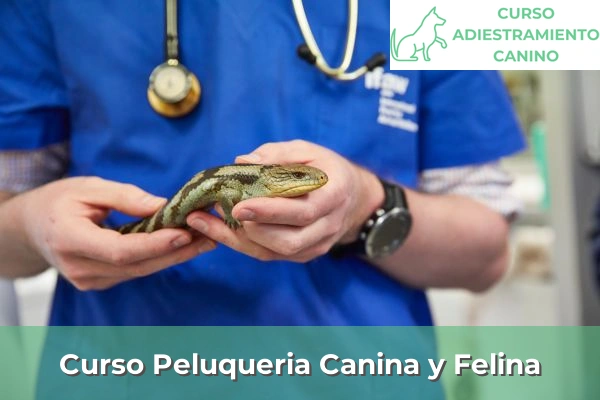 Curso Peluqueria Canina y Felina